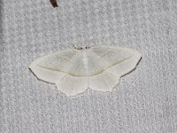 Pale Beauty Moth - Saratoga County, NY - 05/29/15