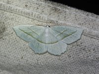 Pale Beauty Moth - Saratoga County, NY - 08/09/15