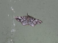 Pine Measuringworm Moth - Saratoga County, NY - 06/10/15