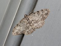Porcelain Gray Moth - Saratoga County, NY - 04 /26/15