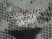 Porcelain Gray Moth - Saratoga County, NY - 05/21/15