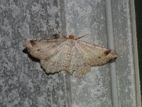Red-Headed Inchworm Moth - Saratoga County, NY - 05 /15/15