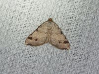 Red-Headed Inchworm Moth - Saratoga County, NY - 06/02/15