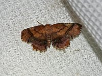 Scallop Moth - Saratoga County, NY - 06/26/15