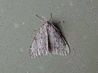 Spring Cankerworm Moth - Saratoga County, NY - 04/12/15