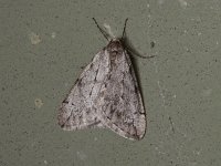 Spring Cankerworm Moth - Saratoga County, NY - 04/12/15