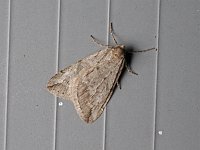 Spring Cankerworm Moth - Saratoga County, NY - 04/14/15