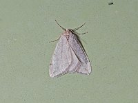 Spring Cankerworm Moth - Saratoga County, NY - 04/16/15