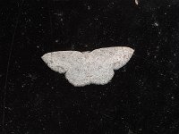 Sweetfern Geometer Moth - Saratoga County, NY - 05/10/15