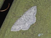 Sweetfern Geometer Moth - Saratoga County, NY - 05/10/15