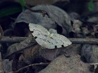 Three-Patched Bigwing Moth - Saratoga County, NY Moth - 05/17/15