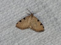 Three-Spotted Fillip Moth - Saratoga County, NY  - 06/03/15