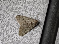 Toothed Phigalia Moth - Saratoga County, NY - 04/13/15