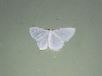 Virgin Moth - Saratoga County, NY  - 06/03/15