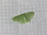 Wavy-Lined Emerald Moth - Saratoga County, NY - 05/29/15