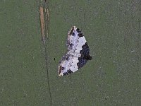White-Ribboned Carpet Moth - Saratoga County, NY - 05/18/15