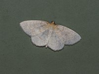 Yellow-Dusted Cream Moth - Saratoga County, NY - 05/27/15