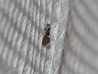 Heliozela aesella - Saratoga County, NY - 05/06/15