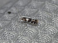 Unidentified Antispila Moths - Saratoga County, NY - 07/21/15