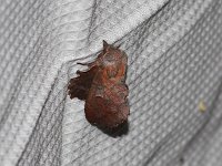 Lappet Moth - Saratoga County, NY - 05/06/15