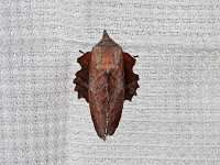 Lappet Moth - Saratoga County, NY - 05/06/15