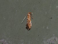 Philonome clemensella - Saratoga County, NY - 07/14/15