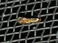 Philonome clemensella - Saratoga County, NY - 07/22/15