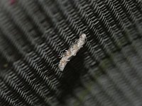 Mompha stellella - Saratoga County, NY - 05/10/15