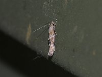 Mompha stellella - Saratoga County, NY - 05/26/15