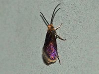 Goldcap Moss-Eater Moth - Saratoga County, NY - 05/29/15