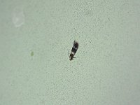 Acalyptris thoracealbella - Saratoga County, NY - 05/17/15