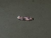 Ectodoemia sp. - Saratoga County, NY - 07/06/15