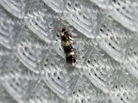 Ectodoemia sp. - Saratoga County, NY - 08/16/15