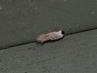 Ectodoemia sp. - Saratoga County, NY - 08/23/15