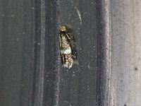 Ectodoemia sp. - Saratoga County, NY - 05/23/16