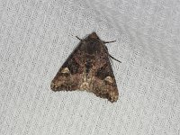 American Angle Shades Moth - Saratoga County, NY - 05/26/15