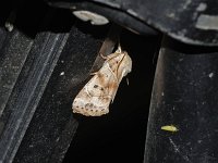 American Dun-Bar Moth - Saratoga County, NY - 07/13/15