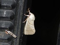 American Dun-Bar Moth - Saratoga County, NY - 07/06/15