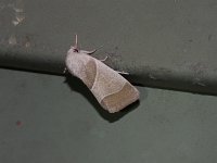 American Dun-Bar Moth - Saratoga County, NY - 07/06/15