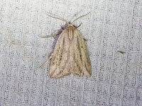 Ornate Bella Moth - Saratoga County, NY - 07/03/17