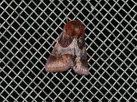 Arcigera Flower Moth - Saratoga County, NY - 08/08/15