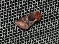 Arcigera Flower Moth - Saratoga County, NY - 08/08/15