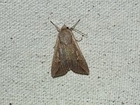 Armyworm Moth - Saratoga County, NY - 05/29/15