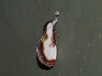 Beautiful Wood-Nymph Moth - Saratoga County, NY - 07/20/15