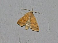 Bicolored Sallow Moth - Hartford County, CT - 10/10/14