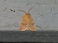 Bicolored Sallow Moth - Hartford County, CT - 10/10/14