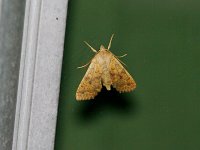 Bicolored Sallow Moth - Saratoga County, NY - 10/15/14