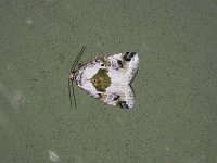 Black-Dotted Lithacodia Moth - Saratoga County, NY - 05/24/15