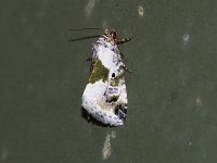 Black-Dotted Lithacodia Moth - Saratoga County, NY - 05/24/15