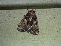 Cloaked Marvel Moth - Saratoga County, NY  - 06/09/15